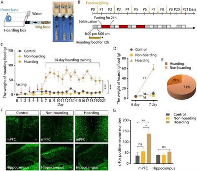 Glutamatergic neurons and GABAergic neurons of medial prefrontal cortex control hoarding-like behavior